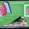 2004, Gibraltar, gibraltar vadvirágai speciális bélyegfüzet (13 bélyeges lappal)