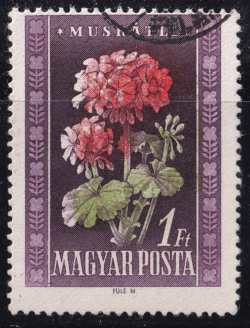 IMG_20251013_0001.9 1950. Virág – 1 Ft, elcsúszott piros és zöld színnyomás