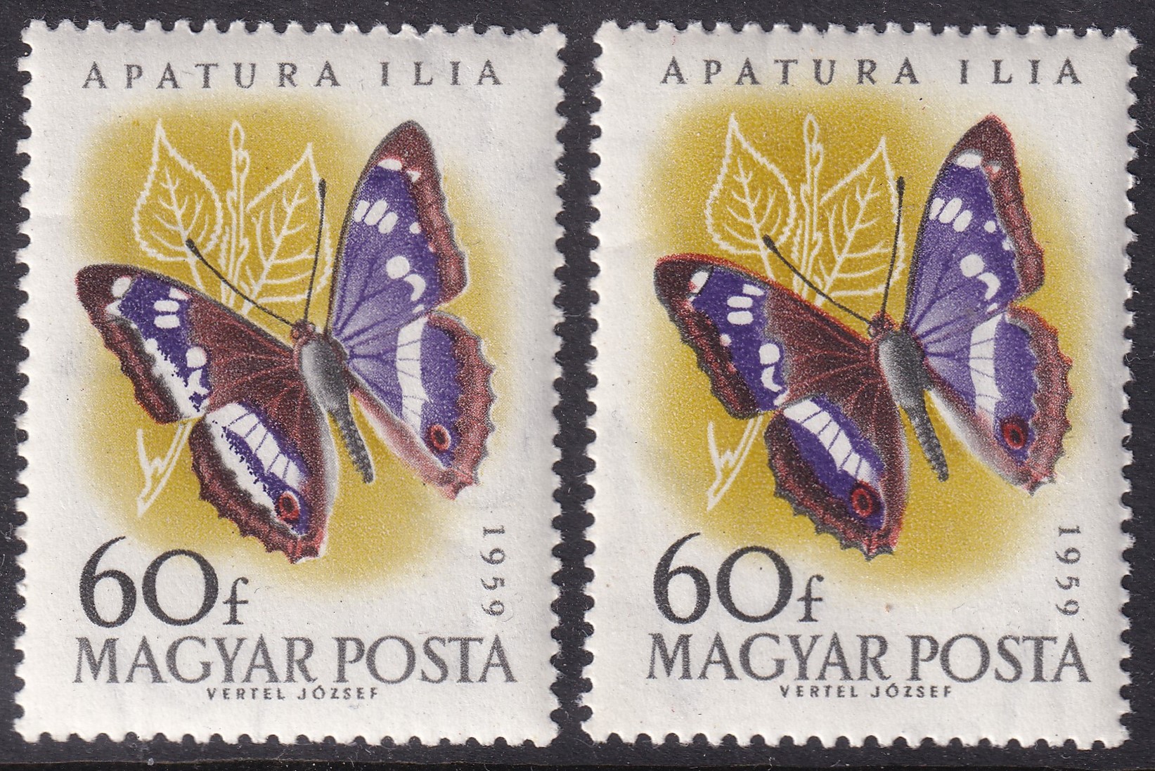 IMG_20260530_0004 1959. Lepke 60f - tévnyomat, a lepkeszárnyon dupla fehércsík